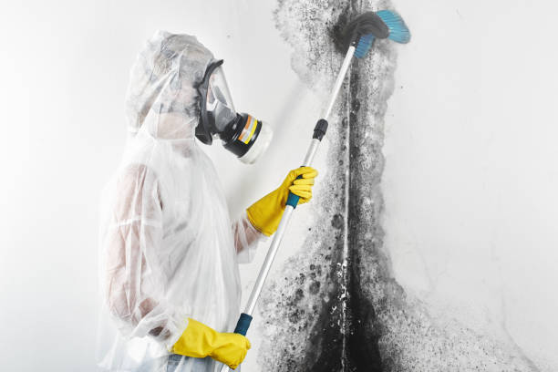 Best Mold Odor Removal Services  in Deerfield, MI